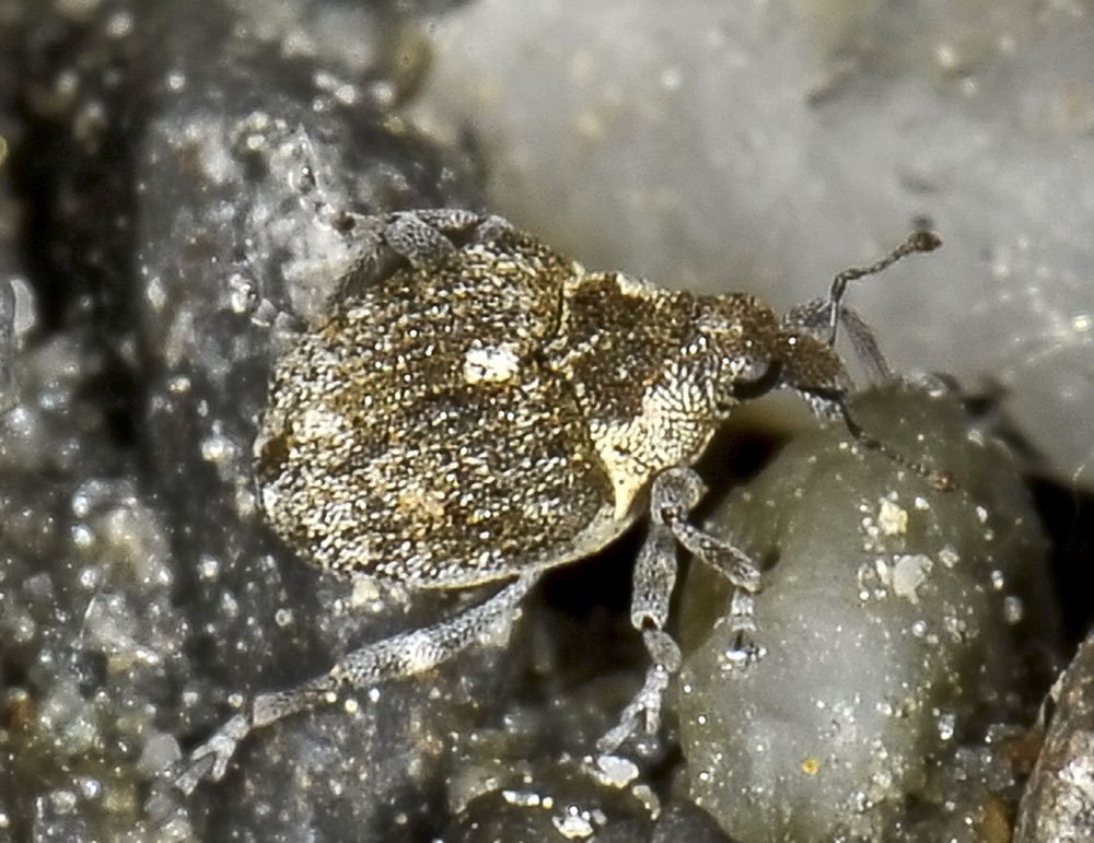 Neophytobius granatus - Curculionidae